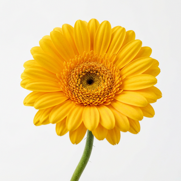 Yellow Gerbera (stem)