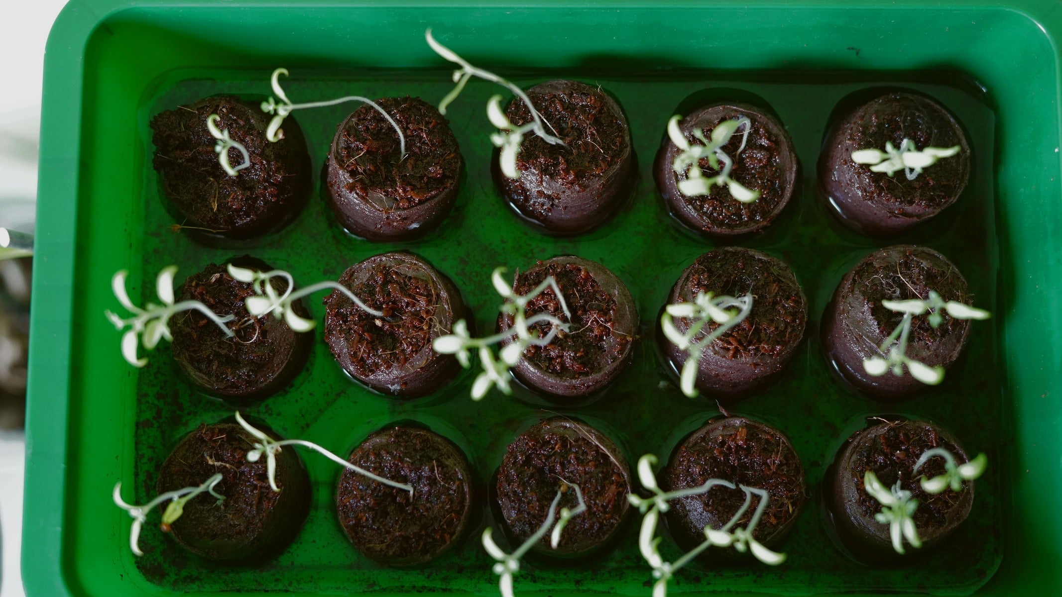 Chocolate Bouquet: A Sweet Twist on Gifting Traditions