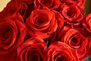 Red Rose Bouquet: The Classic Gift of Love and Romance