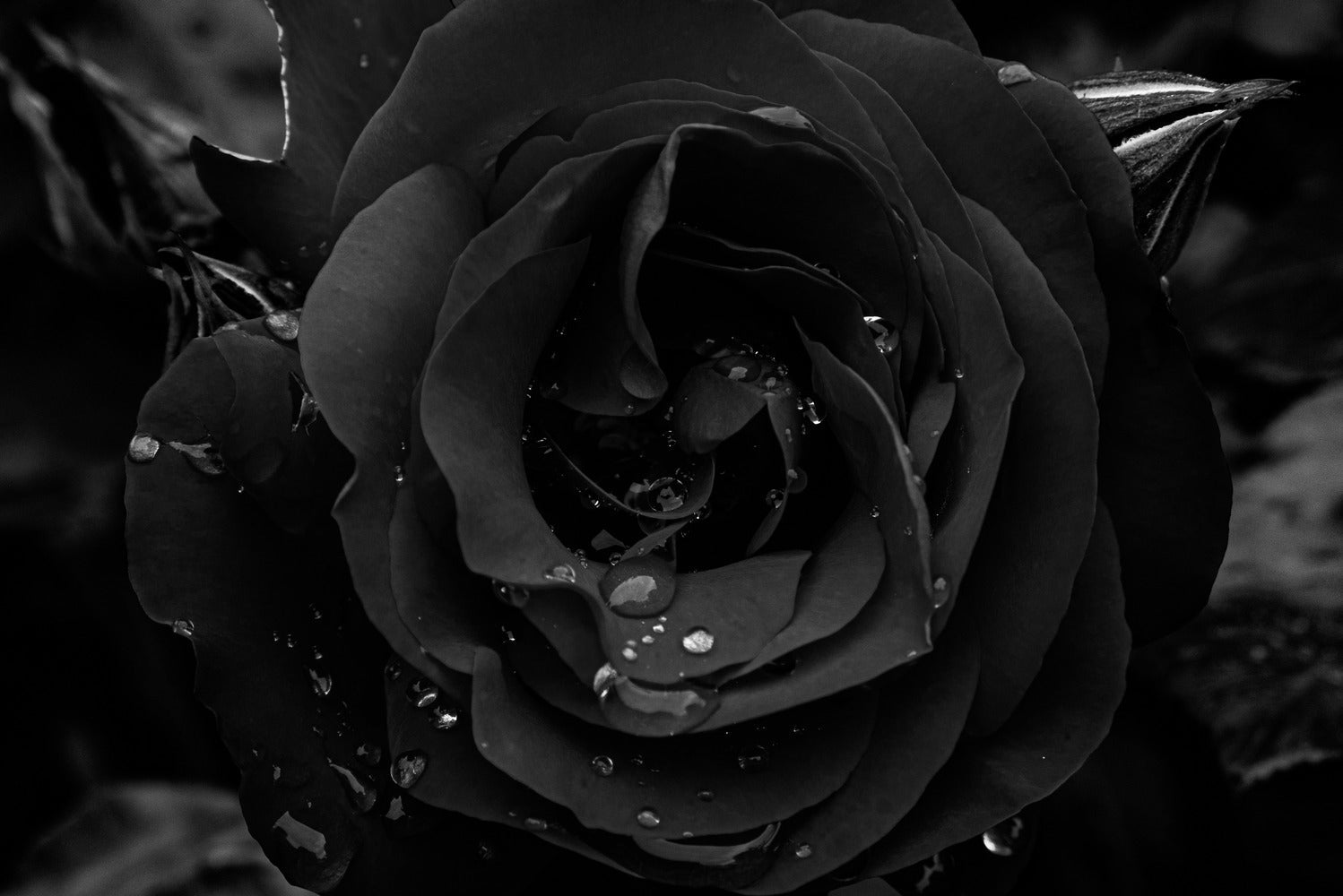 Black Rose Symbolism in Love, Death, and Rebirth