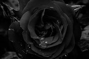 Black Rose Meaning & Symbolism: Love, Death, and Rebirth