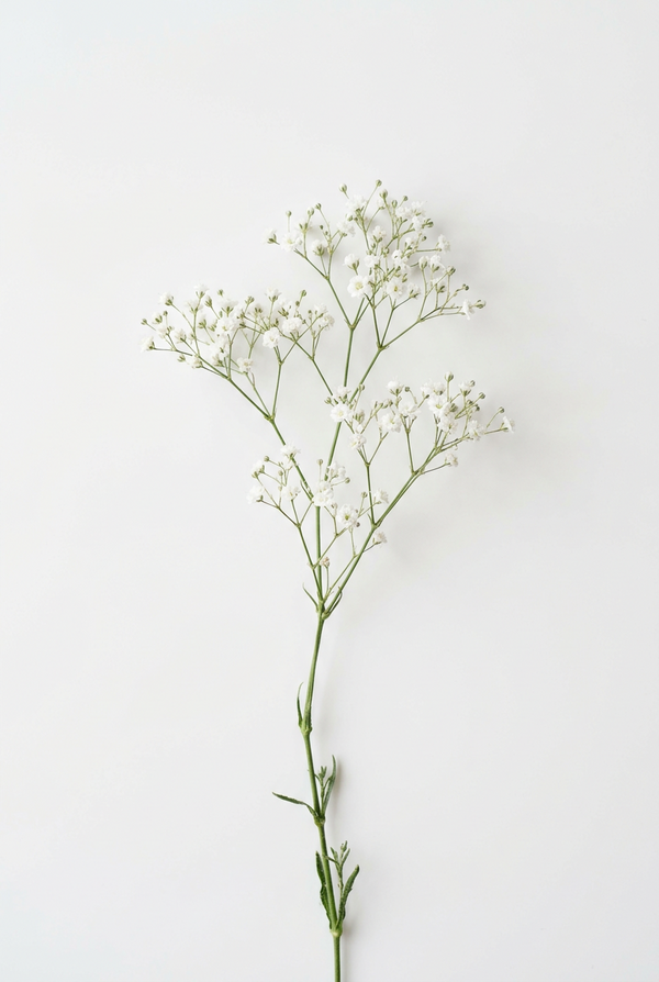 Baby's Breath (stem)