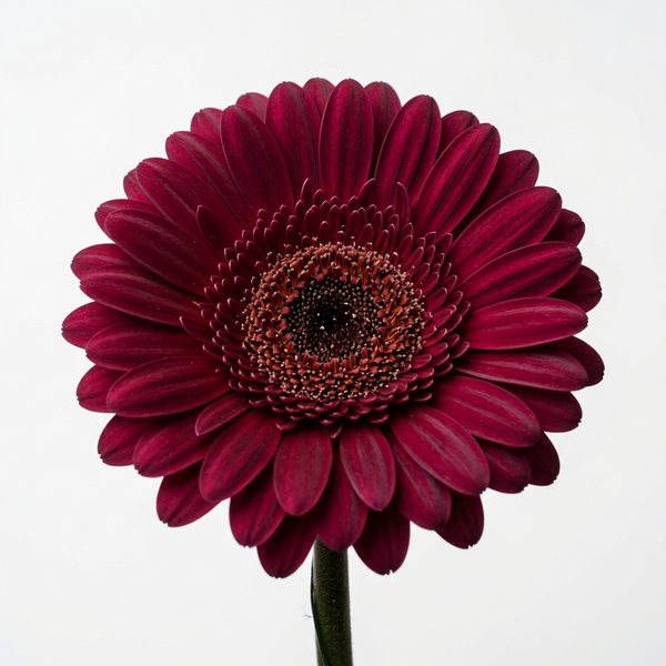 Burgundy Gerbera (stem)