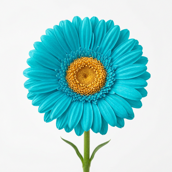 Turquoise Gerbera (stem)