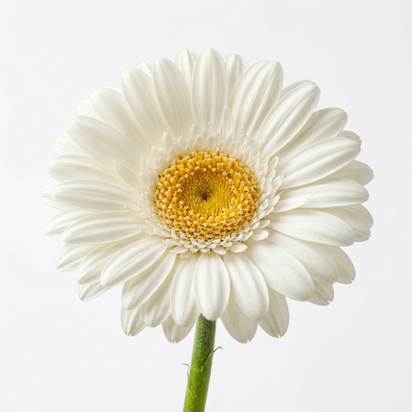 White Gerbera (stem)